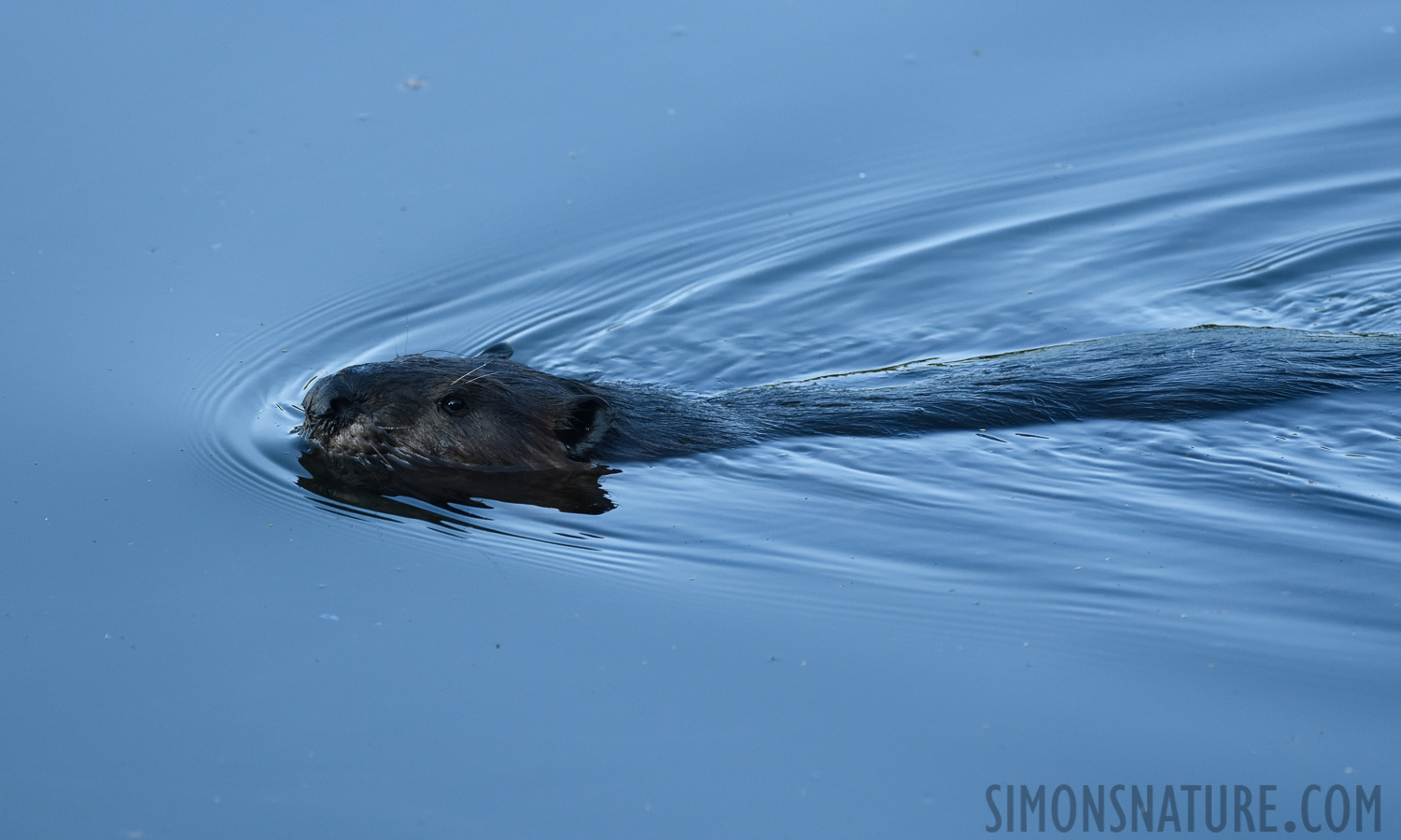 Castor canadensis [380 mm, 1/800 Sek. bei f / 7.1, ISO 1600]